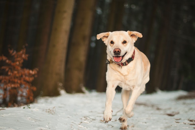Why Your Dog Needs Exercise and 5 Risks for Not Doing It
