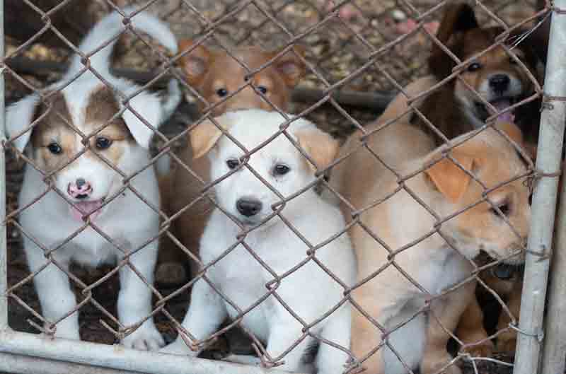 dogs in cage