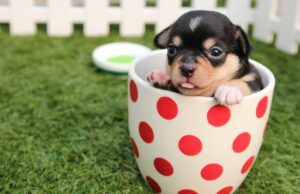 Before Buying a Dog