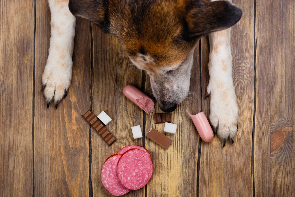Should you Feed your Dog With Sugar?