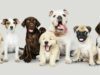 Cute puppies group photo