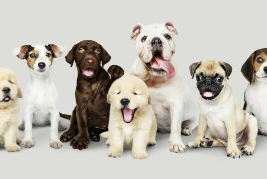 Cute puppies group photo