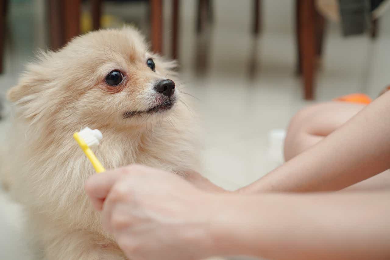 How to Brush Your Dog’s Teeth and Make Her Fall in Love with It.