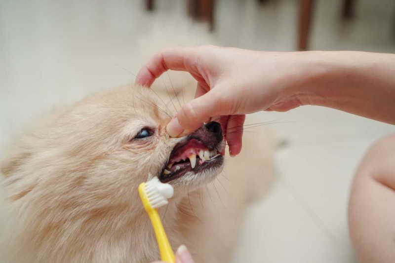 brushing honor gum of your dog