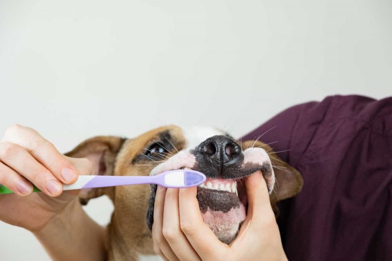 Brushing the front part of your dog's teeth 