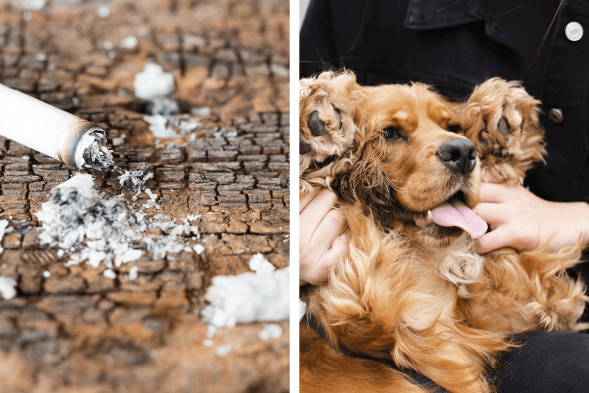 My Dog Ate Cigarette Filter : Here is What Happend After That
