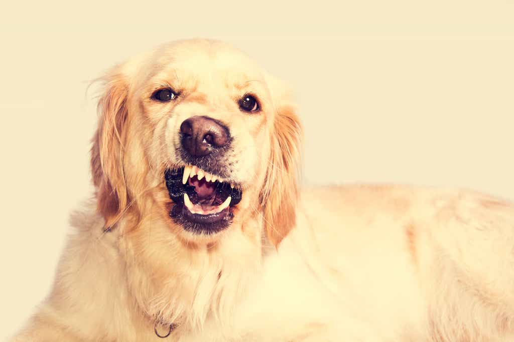 Taming a Dog That Doesn’t Stop Barking : Ultimate Guide