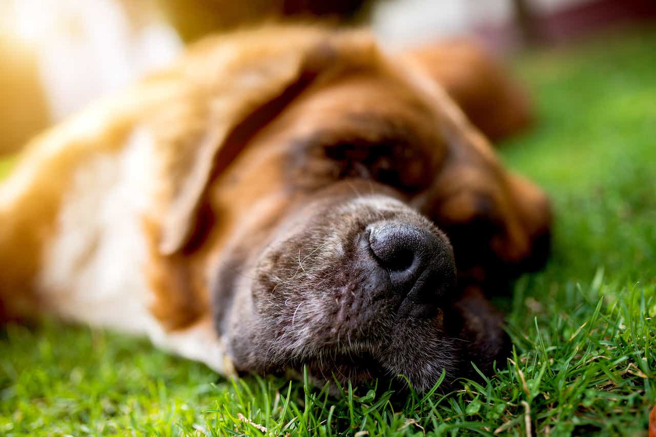 why-do-old-dogs-have-bad-breath