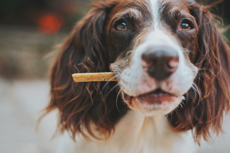 human foods that you should never feed your dog
