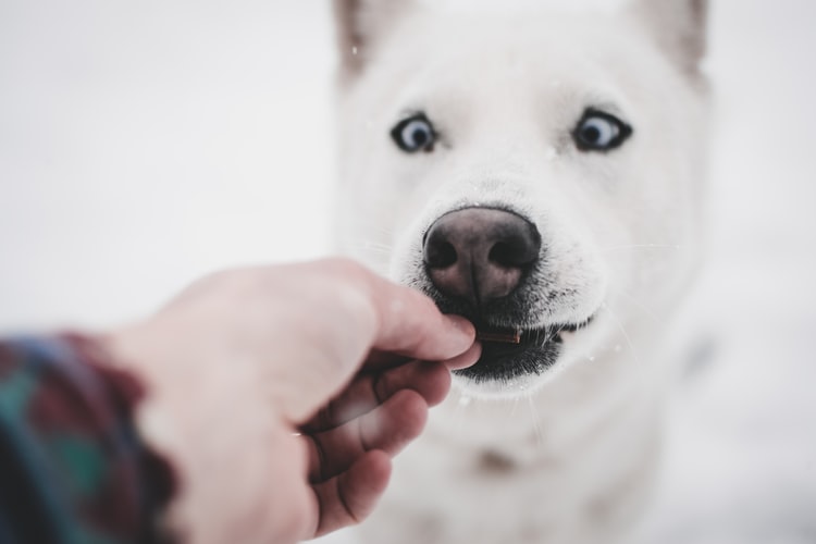 teach your dog to behave when you have guest coming over