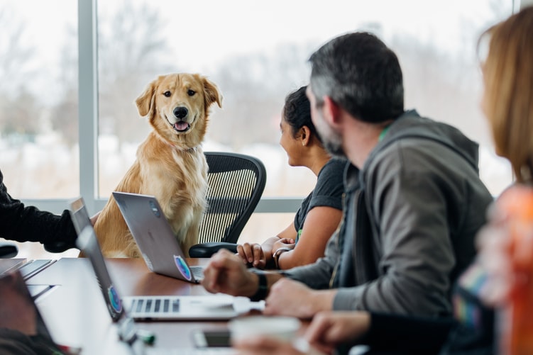 teach your dog to behave when you have guest coming over