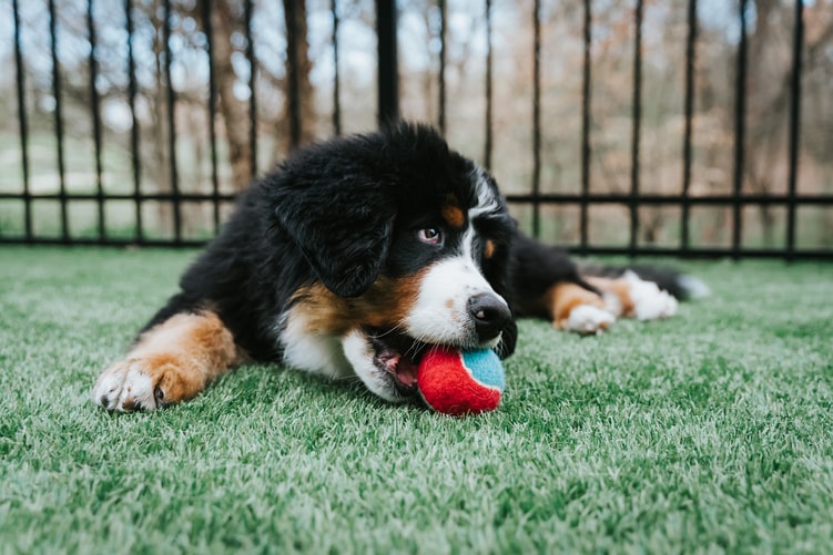 teach your dog to behave when you have guest coming over