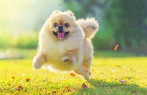 Celeb Dogs