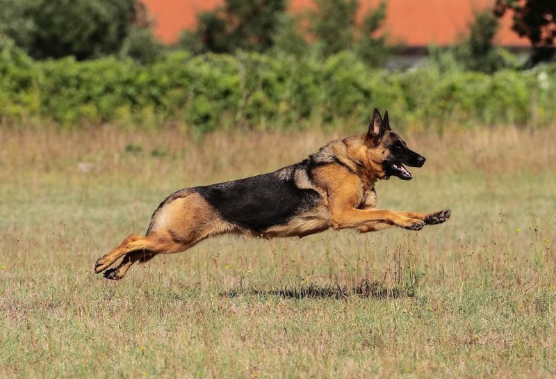 Top 9 Best Breeds of Dogs For Farm Protection and Hunting