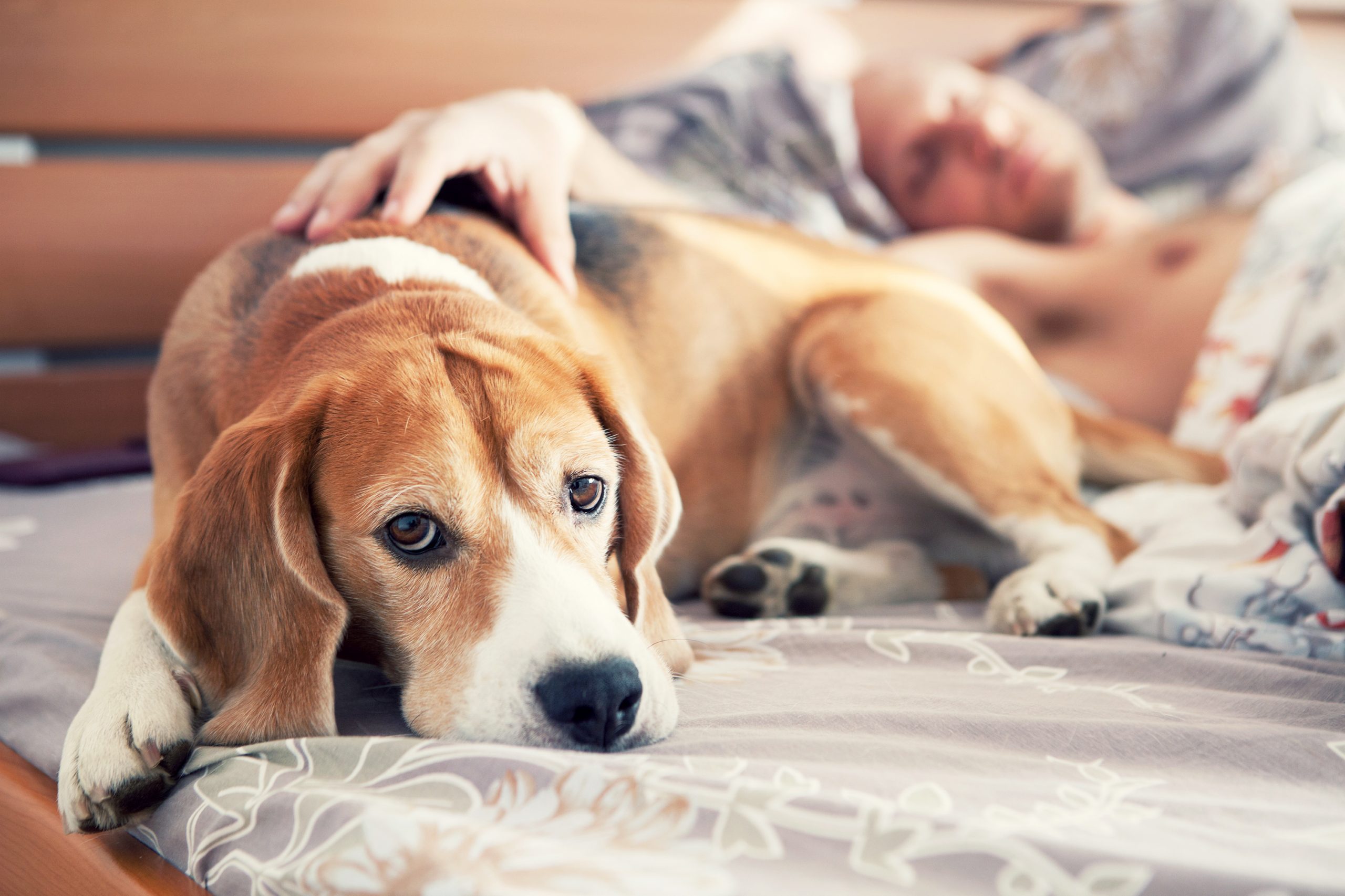 How To Comfort Your Dog With Fever: Twelve Easy Ways