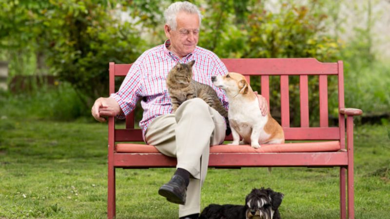 9 Dog Breeds That Are Ideal For Senior Citizens