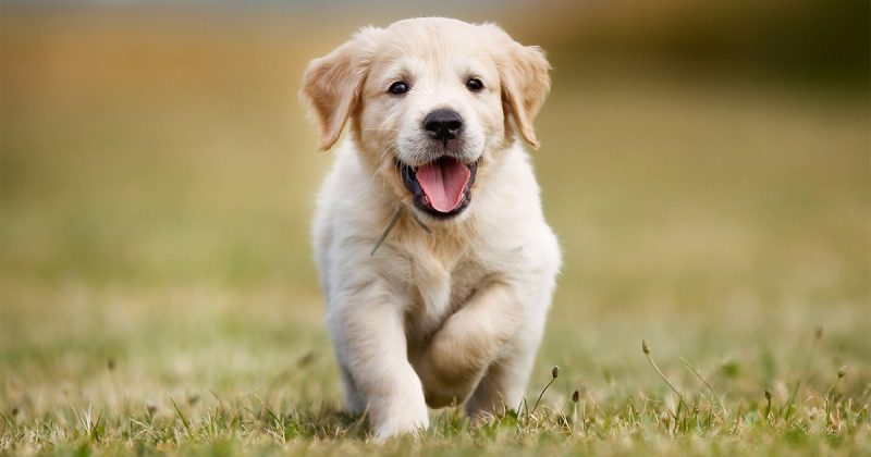 8 Exciting Ways To Tell Your Dog That You Love Him