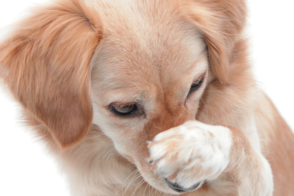 What Makes Dogs Stink : 5 Causes and Prevention
