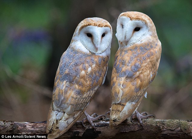 The owl pair was caught on camera sharing a critical moment.