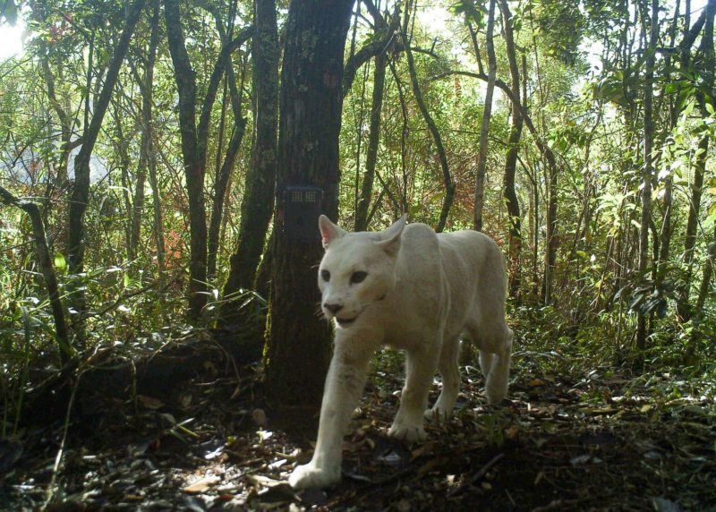The first white cougar was seen in the jungles of Brazil's Atlantic Ocean.