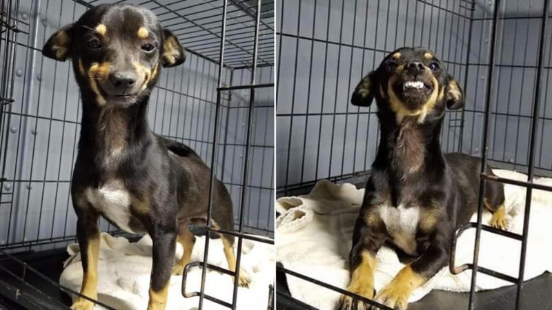 The rescued shelter dog found a home thanks to the world’s biggest smile