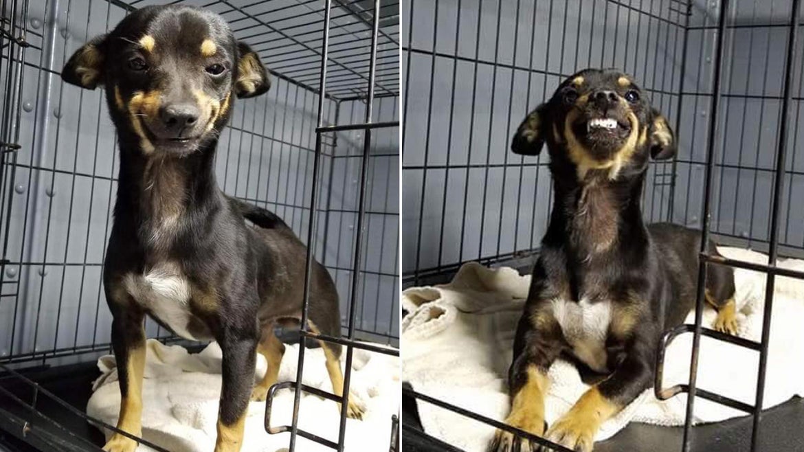 The rescued shelter dog found a home thanks to the world's biggest smile