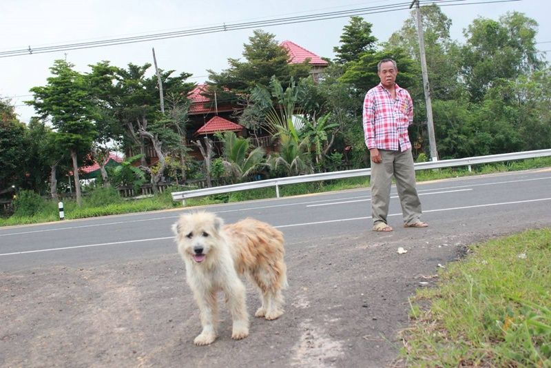 Dog never loses hope while waiting for his left family 4 years on the same road