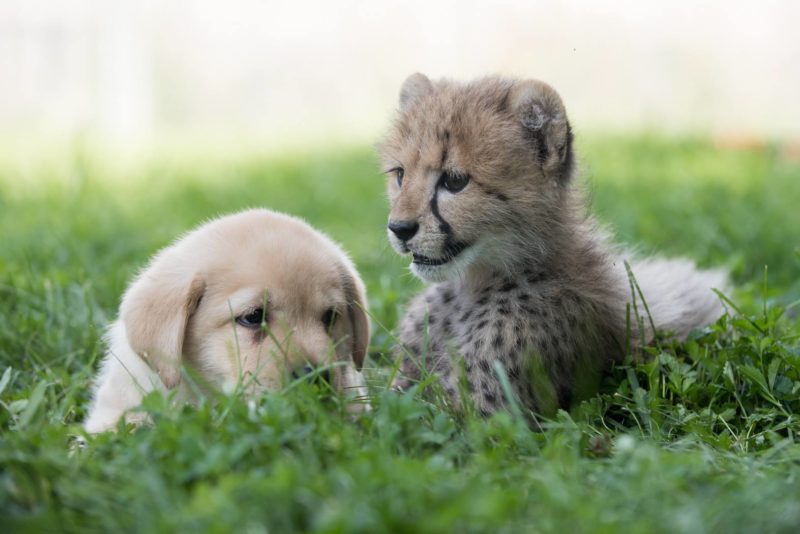 Cheetah pup anxious thanks to his adorable support puppy