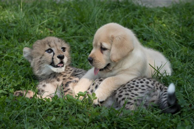 Cheetah pup anxious thanks to his adorable support puppy