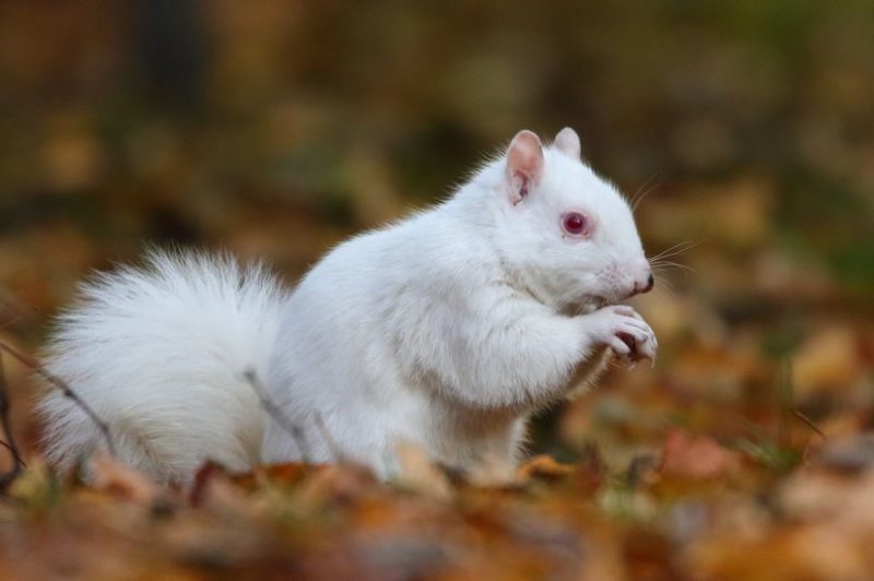 The amazing rare albino squirrel is pictured at Royal Decide.