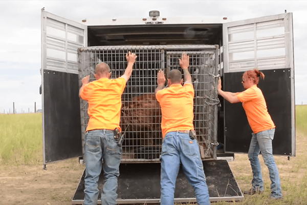 Older bears get first "taste of freedom" after 20 years in cages