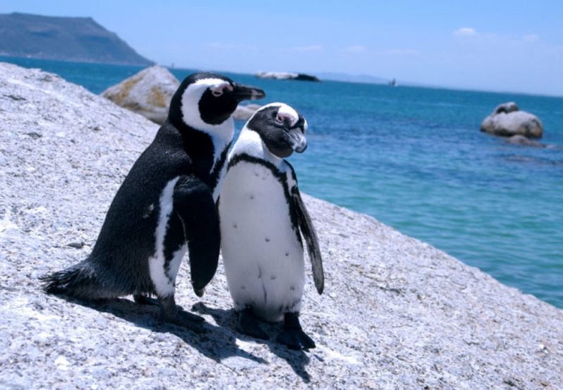 Penguin couple holding hands while roaming the beach romantically.