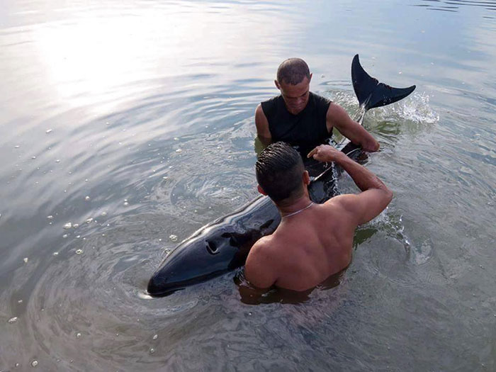 Surfers listen to the whale's crying baby and spend 6 hours rescuing him