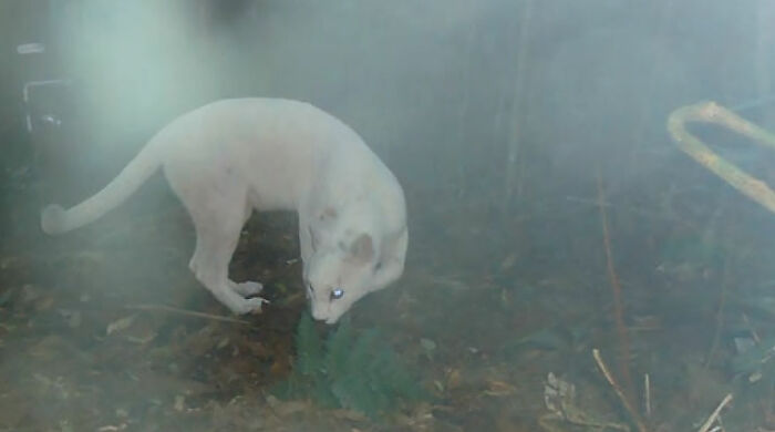 The first white cougar was seen in the jungles of Brazil's Atlantic Ocean.