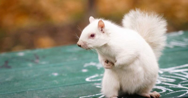 The amazing rare albino squirrel is pictured at Royal Decide.