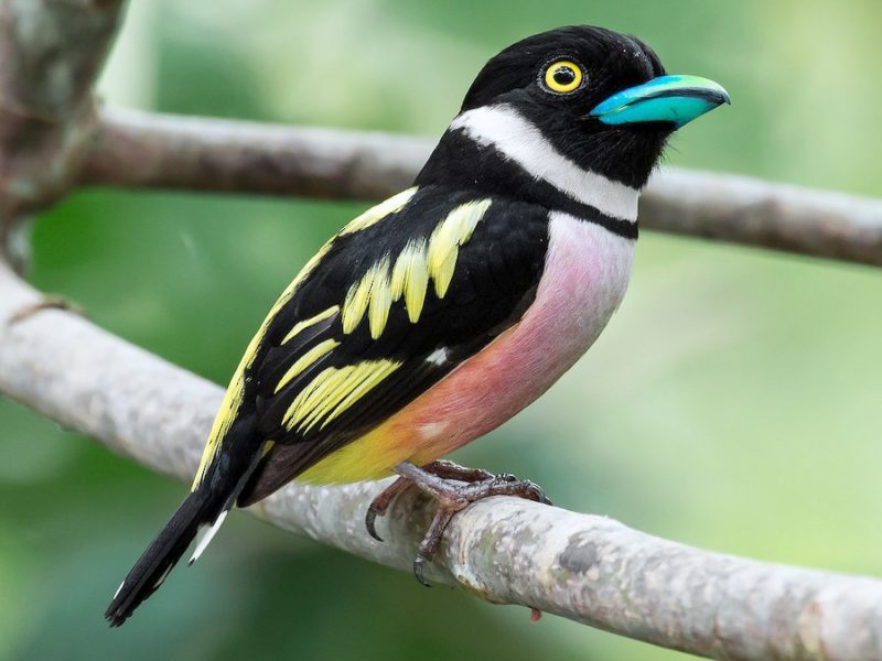 Black and Yellow Broad Bull, a wonderful little bird that jumps from cartoon movies