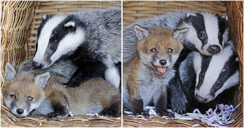 Abandoned Baby Fox makes special bond with two orphaned badger cubs at the sanctuary