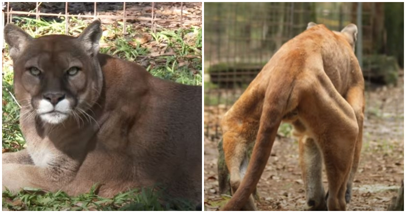 After years of abuse at the zoo, Cougar was rescued in time and learned to walk again