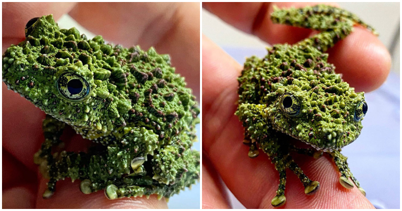 Meet the Vietnamese Mossy Frogs, the masters of chivalry