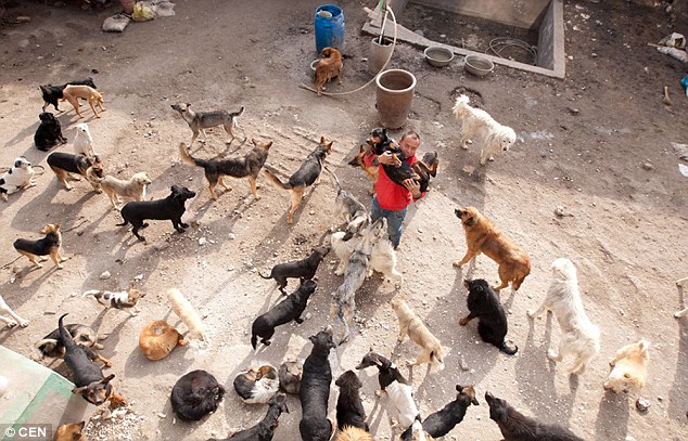 Meet the millionaire who spent all his money saving stray dogs.