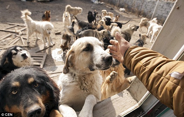 Meet the millionaire who spent all his money saving stray dogs.