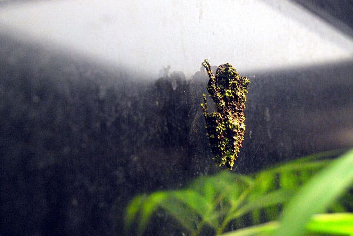 Meet the Vietnamese Mossy Frogs, the masters of chivalry