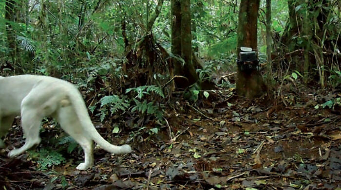 The first white cougar was seen in the jungles of Brazil's Atlantic Ocean.