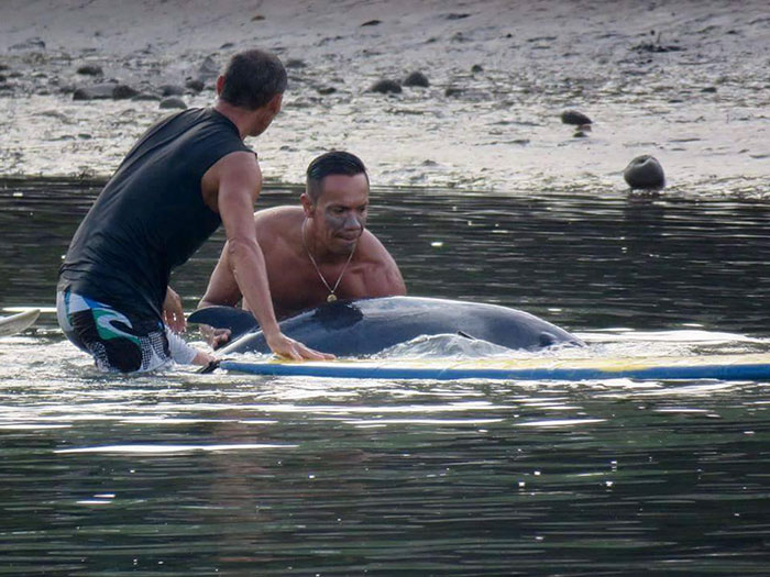Surfers listen to the whale's crying baby and spend 6 hours rescuing him
