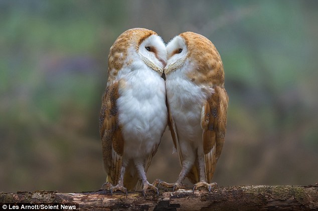 The owl pair was caught on camera sharing a critical moment.