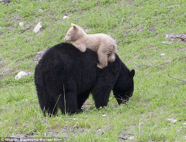 A light caramel bear cub spotted in Whistler-Blackcomb Mountain