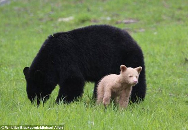 A light caramel bear cub spotted in Whistler-Blackcomb Mountain