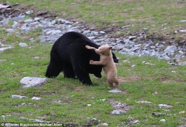 A light caramel bear cub spotted in Whistler-Blackcomb Mountain