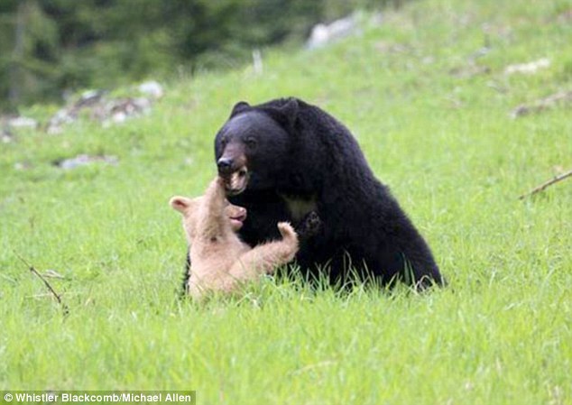 A light caramel bear cub spotted in Whistler-Blackcomb Mountain