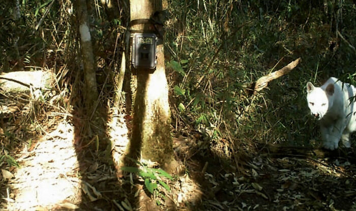 The first white cougar was seen in the jungles of Brazil's Atlantic Ocean.